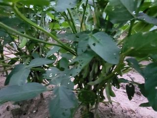 서명석님의 들깨 · 영농일지 작성글 사진