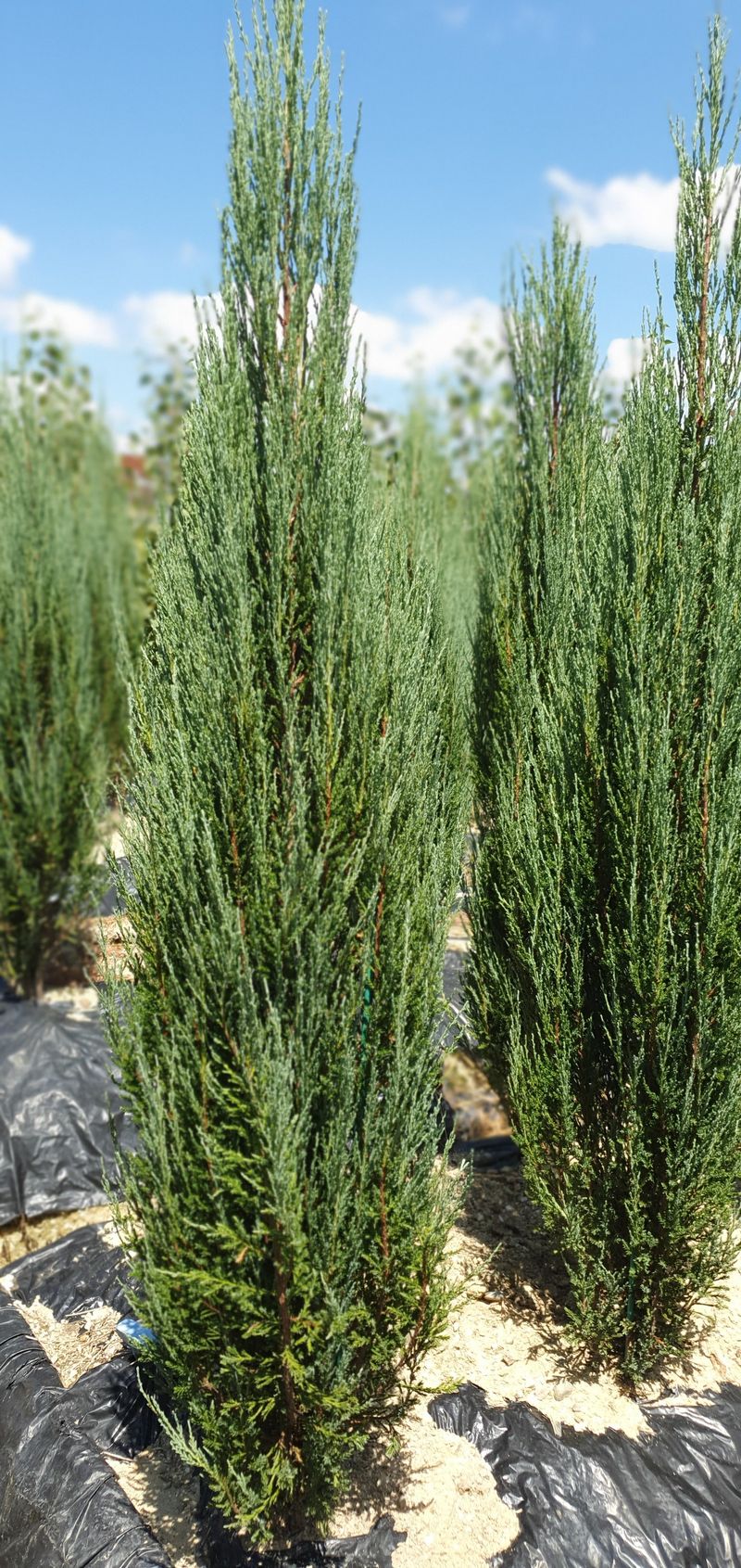 장터 상품 [블루애로우 1.8m] 썸네일