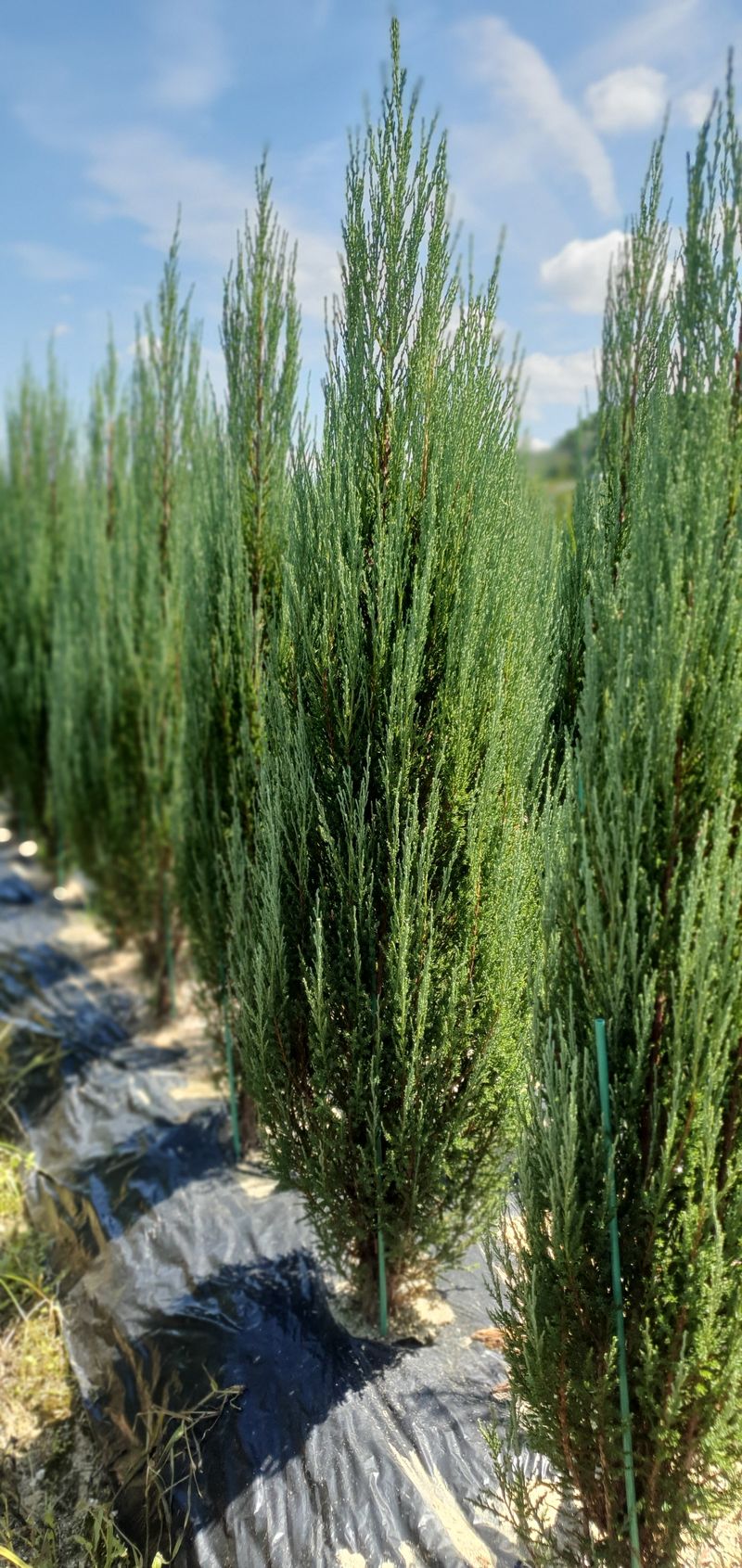 권영섭님의 장터 판매 상품 [블루애로우 1.8m] 첨부 사진