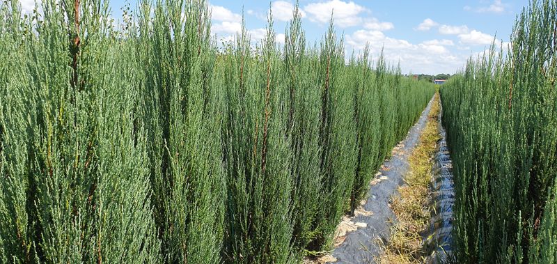 권영섭님의 장터 판매 상품 [블루애로우 1.8m] 첨부 사진