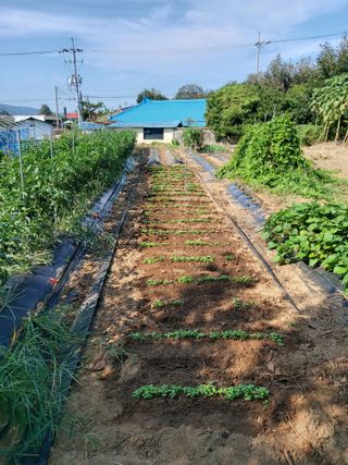 미카엘농장님의 배추 · 영농일지 작성글 사진