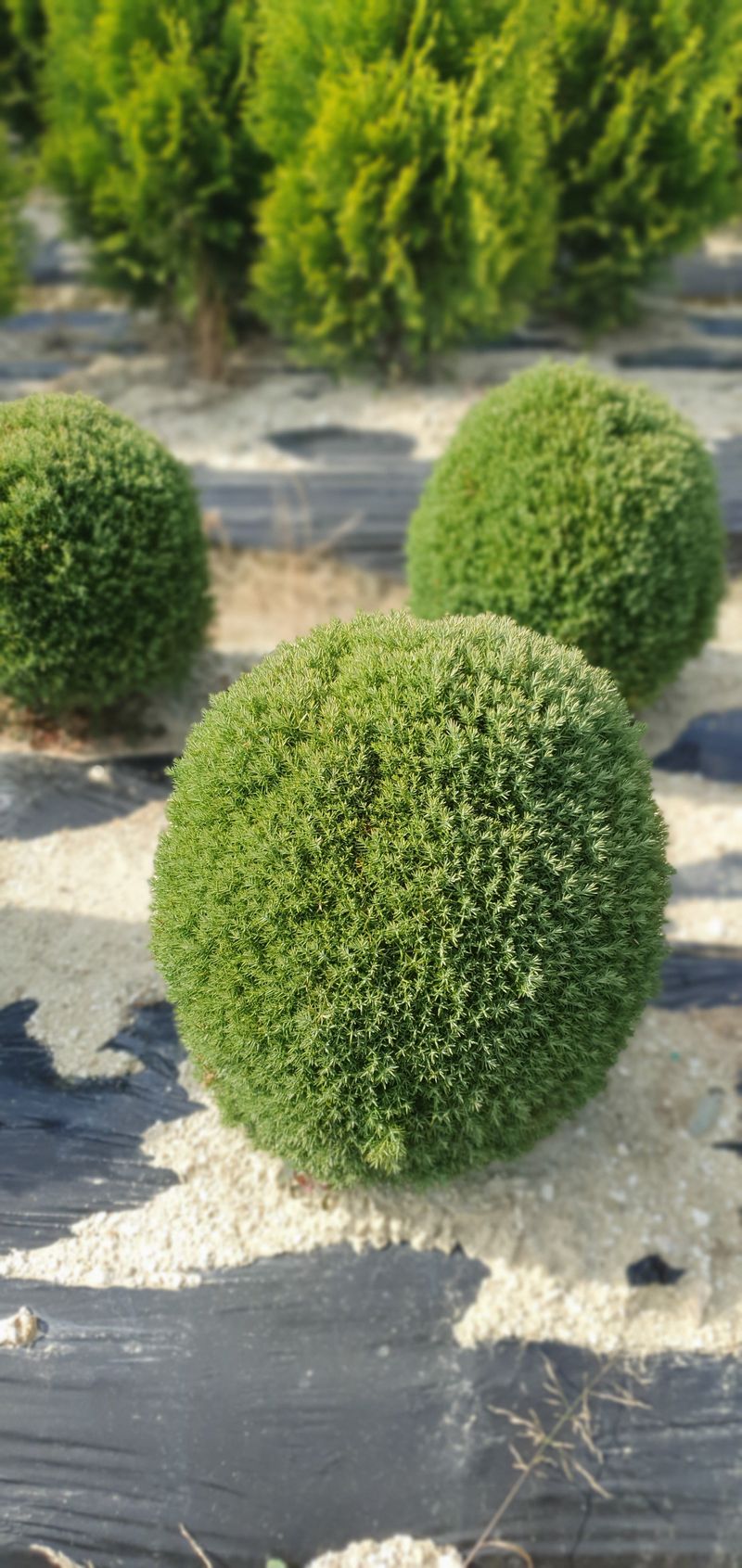 장터 상품 [둥근측백(테디, 데니카)] 썸네일