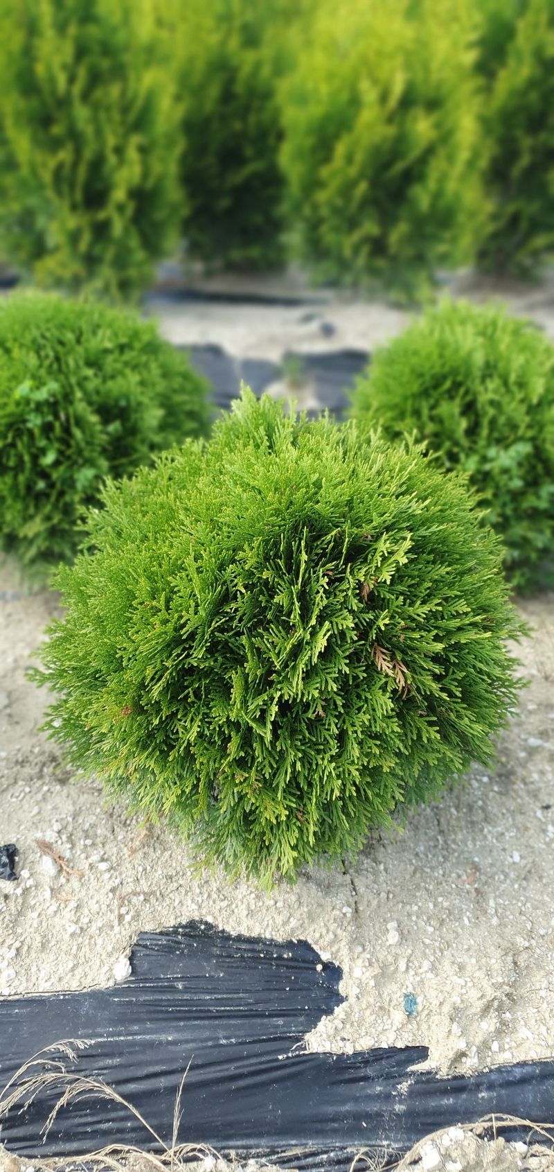 권영섭님의 장터 판매 상품 [둥근측백(테디, 데니카)] 첨부 사진