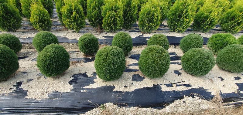 권영섭님의 장터 판매 상품 [둥근측백(테디, 데니카)] 첨부 사진