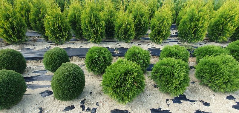 권영섭님의 장터 판매 상품 [둥근측백(테디, 데니카)] 첨부 사진