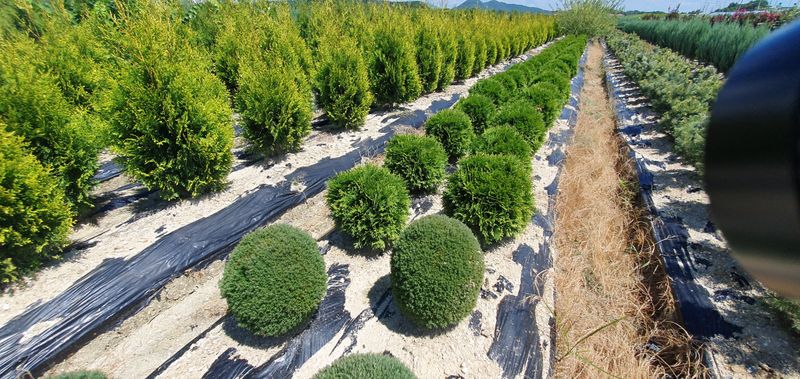 권영섭님의 장터 판매 상품 [둥근측백(테디, 데니카)] 첨부 사진