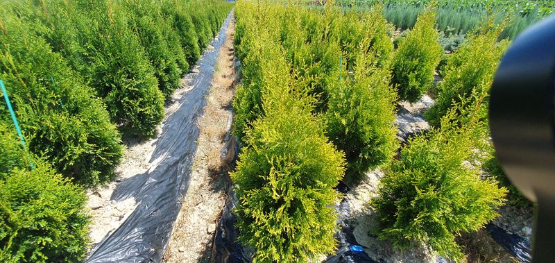 장터 상품 [골든브라반트(황금색 측백) 1.5m] 썸네일