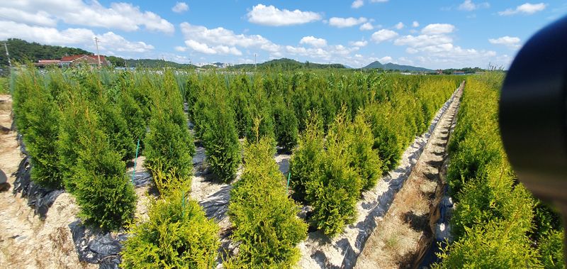 권영섭님의 장터 판매 상품 [골든브라반트(황금색 측백) 1.5m] 첨부 사진