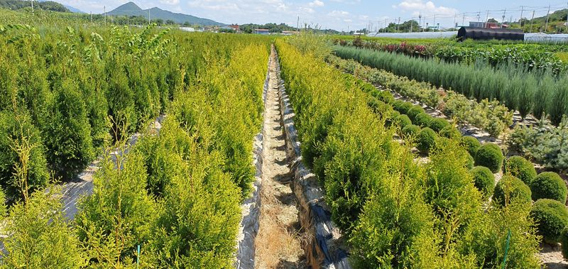 권영섭님의 장터 판매 상품 [골든브라반트(황금색 측백) 1.5m] 첨부 사진