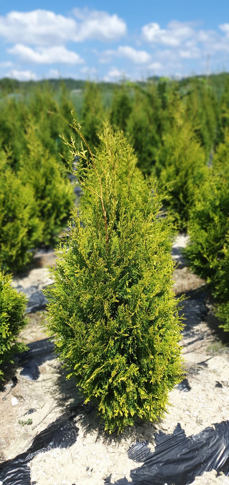 권영섭님의 장터 판매 상품 [골든브라반트(황금색 측백) 1.5m] 첨부 사진