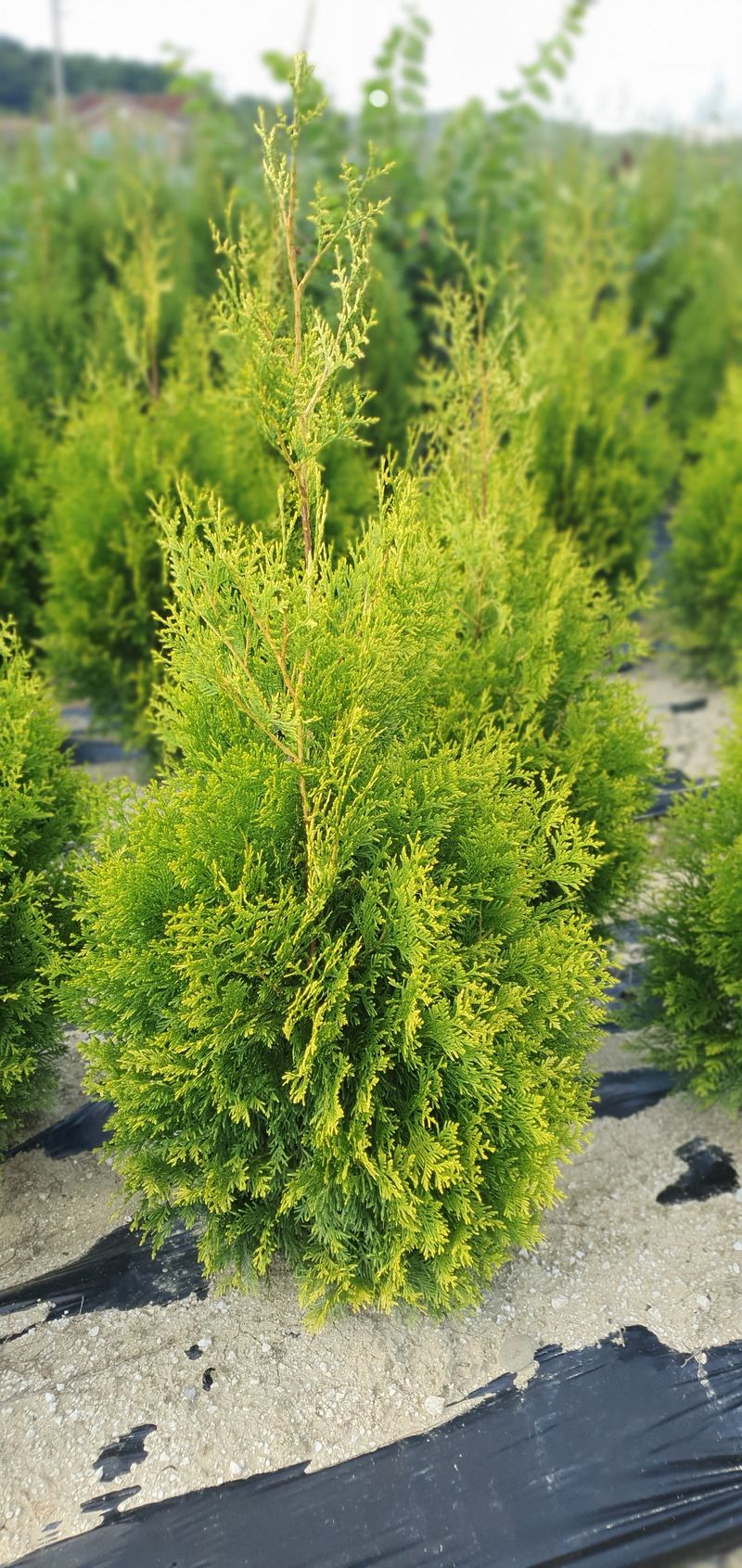 권영섭님의 장터 판매 상품 [골든브라반트(황금색 측백) 1.5m] 첨부 사진