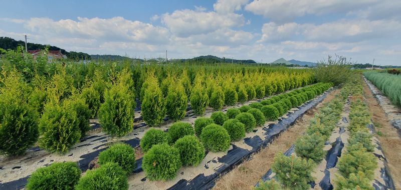 권영섭님의 장터 판매 상품 [골든브라반트(황금색 측백) 1.5m] 첨부 사진