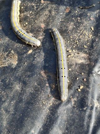 오영배님의 자유주제 · 자유게시판 작성글 사진