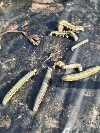 오영배님의 자유주제 · 자유게시판 작성글 사진