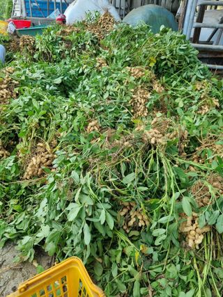 그린1505님의 콩 · 영농일지 작성글 사진