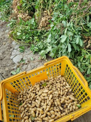 그린1505님의 콩 · 영농일지 작성글 사진