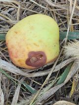 팜모닝 사과·병해충상담 게시글 이미지