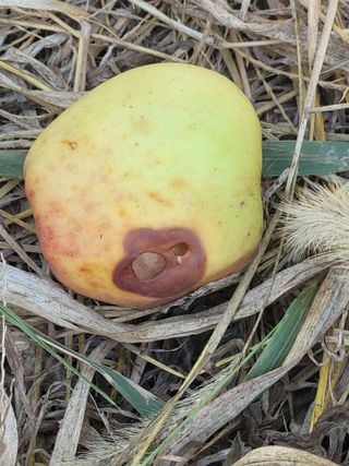 안드레아님의 사과 · 병해충상담 작성글 사진