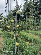 팜모닝 자유주제·자유게시판 게시글 이미지