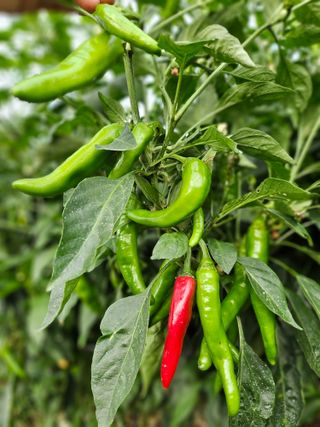 김덕조님의 자유주제 · 자유게시판 작성글 사진