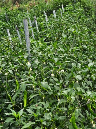 김덕조님의 자유주제 · 자유게시판 작성글 사진