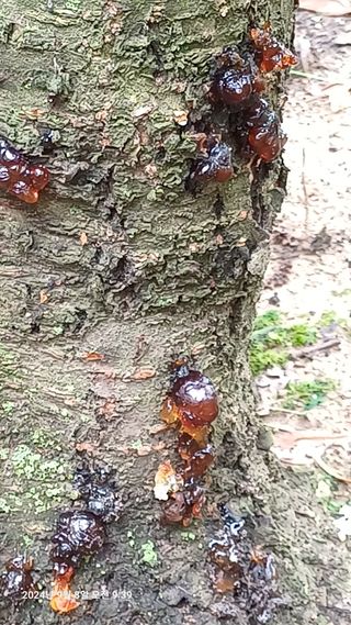 칠곡북삼인평님의 복숭아 · 병해충상담 작성글 사진