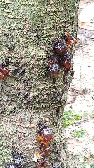 칠곡북삼인평님의 복숭아 · 병해충상담 작성글 사진