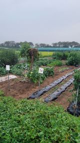 팜모닝 호박·영농일지 게시글 이미지