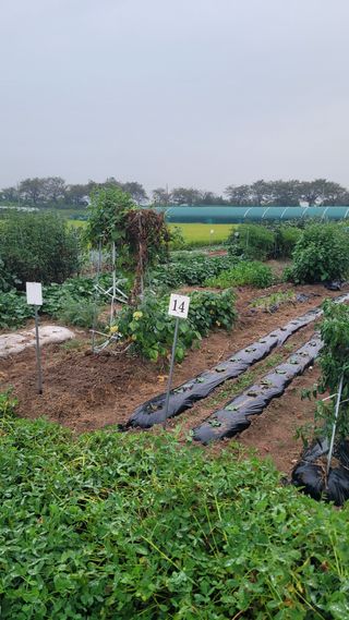 차병희님의 호박 · 영농일지 작성글 사진