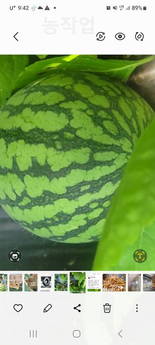 차병희님의 호박 · 영농일지 작성글 사진