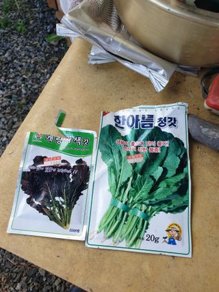 샤이니바다님의 배추 · 영농일지 작성글 사진