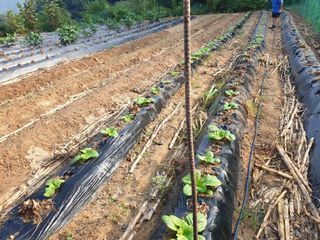 샤이니바다님의 배추 · 영농일지 작성글 사진