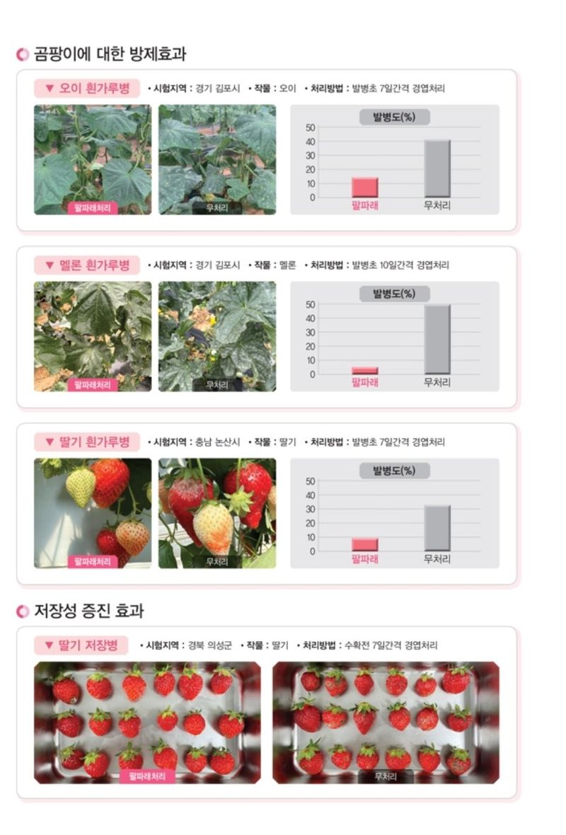 대산농사대장님의 장터 판매 상품 [팔파래 500ml  미생물 식물영양제] 첨부 사진