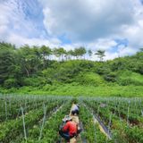 팜모닝 고추·영농일지 게시글 이미지