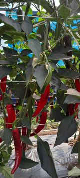 팜모닝 고추·영농일지 게시글 이미지