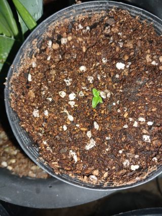 자기왕사랑해님의 기타작물 · 영농일지 작성글 사진