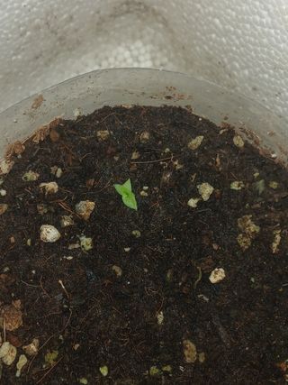 자기왕사랑해님의 기타작물 · 영농일지 작성글 사진