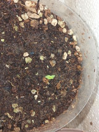 자기왕사랑해님의 기타작물 · 영농일지 작성글 사진