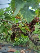 팜모닝 포도·병해충상담 게시글 이미지