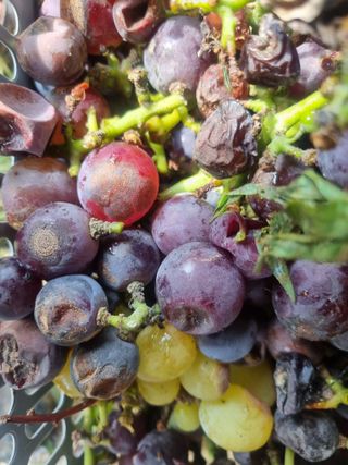 노강님의 포도 · 병해충상담 작성글 사진