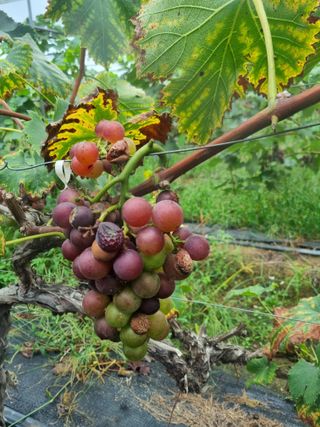 노강님의 포도 · 병해충상담 작성글 사진