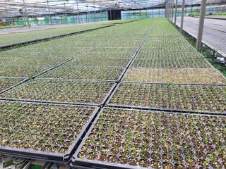 청운농원육묘장님의 9월 농사계획 공유하기·참여글 작성글 사진