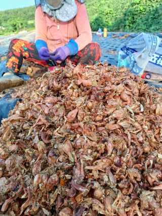 결단이님의 파 · 영농일지 작성글 사진