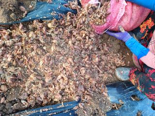 결단이님의 파 · 영농일지 작성글 사진