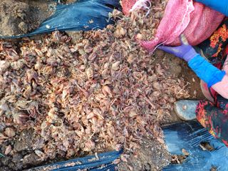 결단이님의 파 · 영농일지 작성글 사진