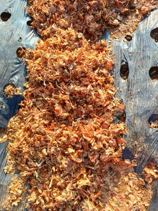 결단이님의 파 · 영농일지 작성글 사진