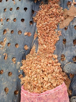 결단이님의 파 · 영농일지 작성글 사진