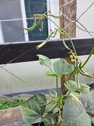 만월봉아지매님의 콩 · 병해충상담 작성글 사진