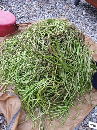 이현순님의 고구마 · 영농일지 작성글 사진