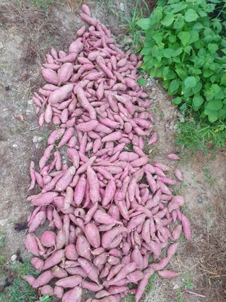 이현순님의 고구마 · 영농일지 작성글 사진